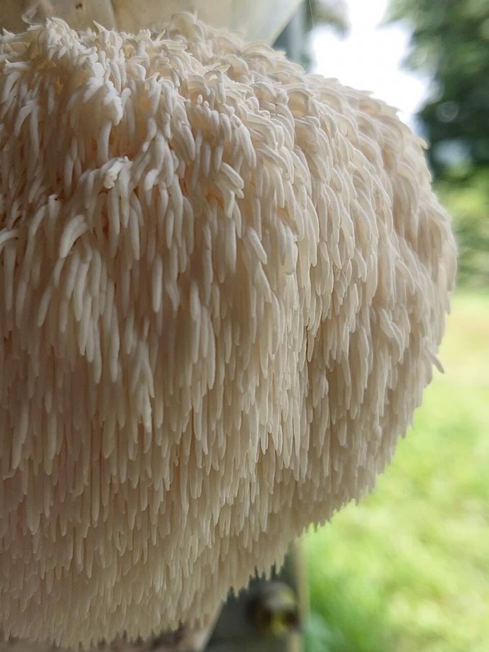 Organic Dried Mushroom Bundle