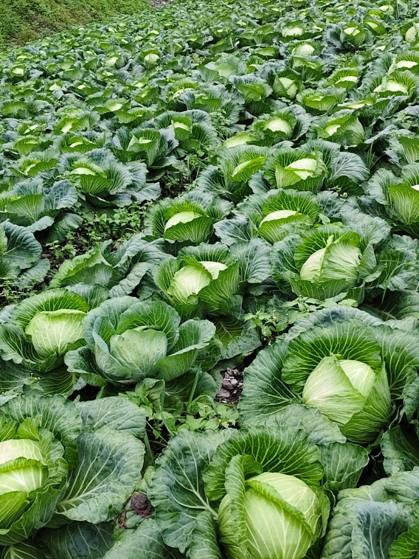 Sun-Dried Cabbage