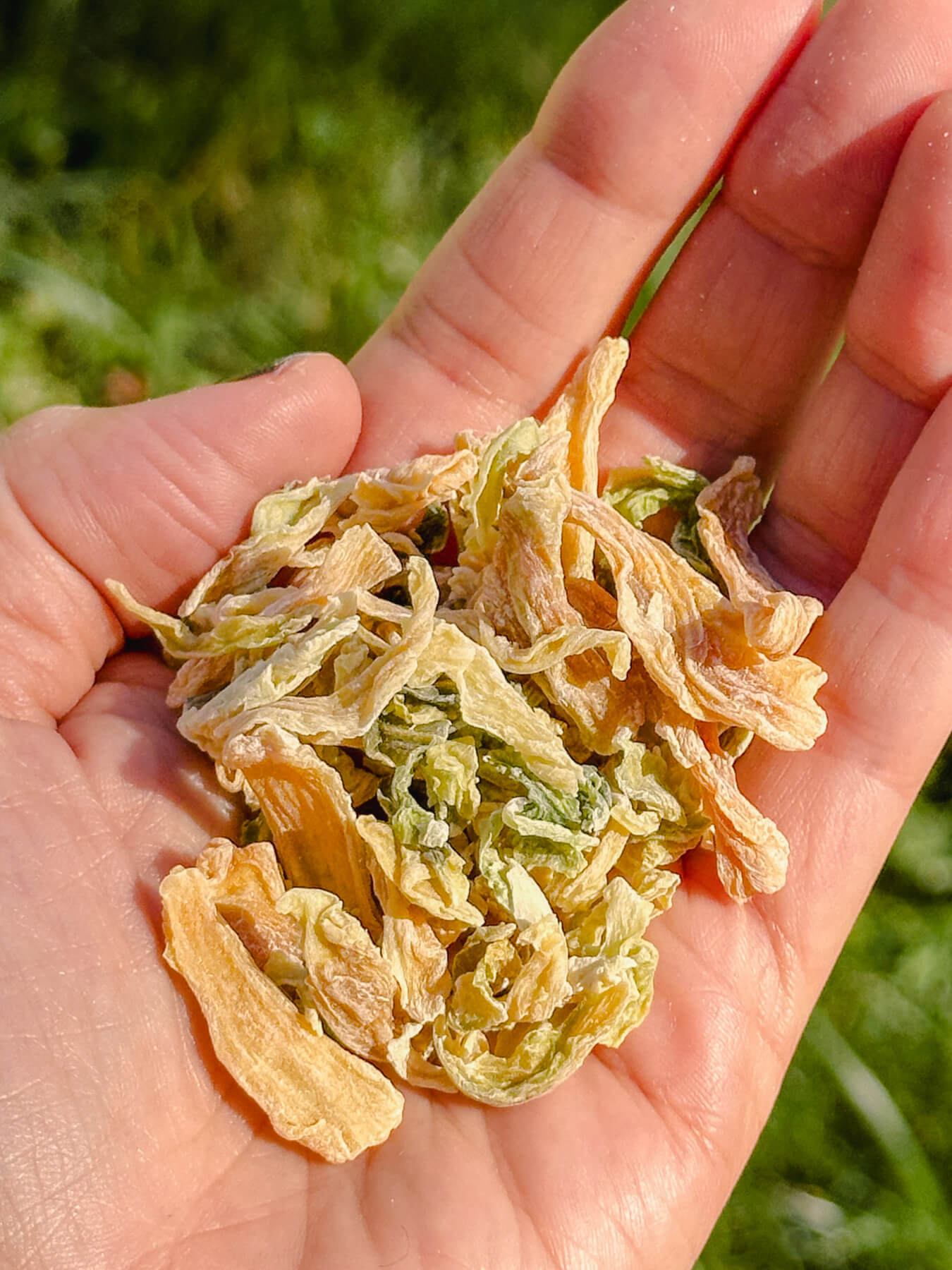 Sun-Dried Cabbage