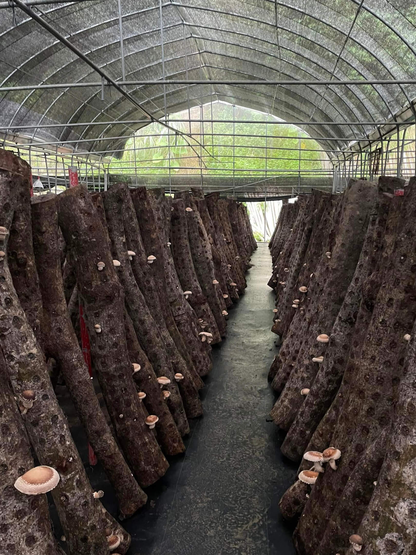 Organic Dried Shiitake Mushroom (Log-Grown)