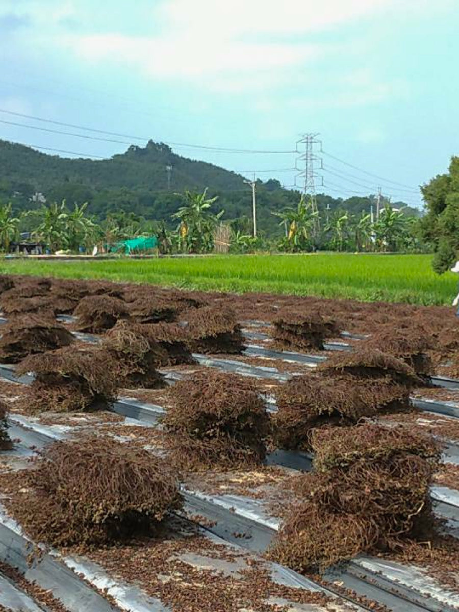 Organic Grass Jelly Herb (Mesona)