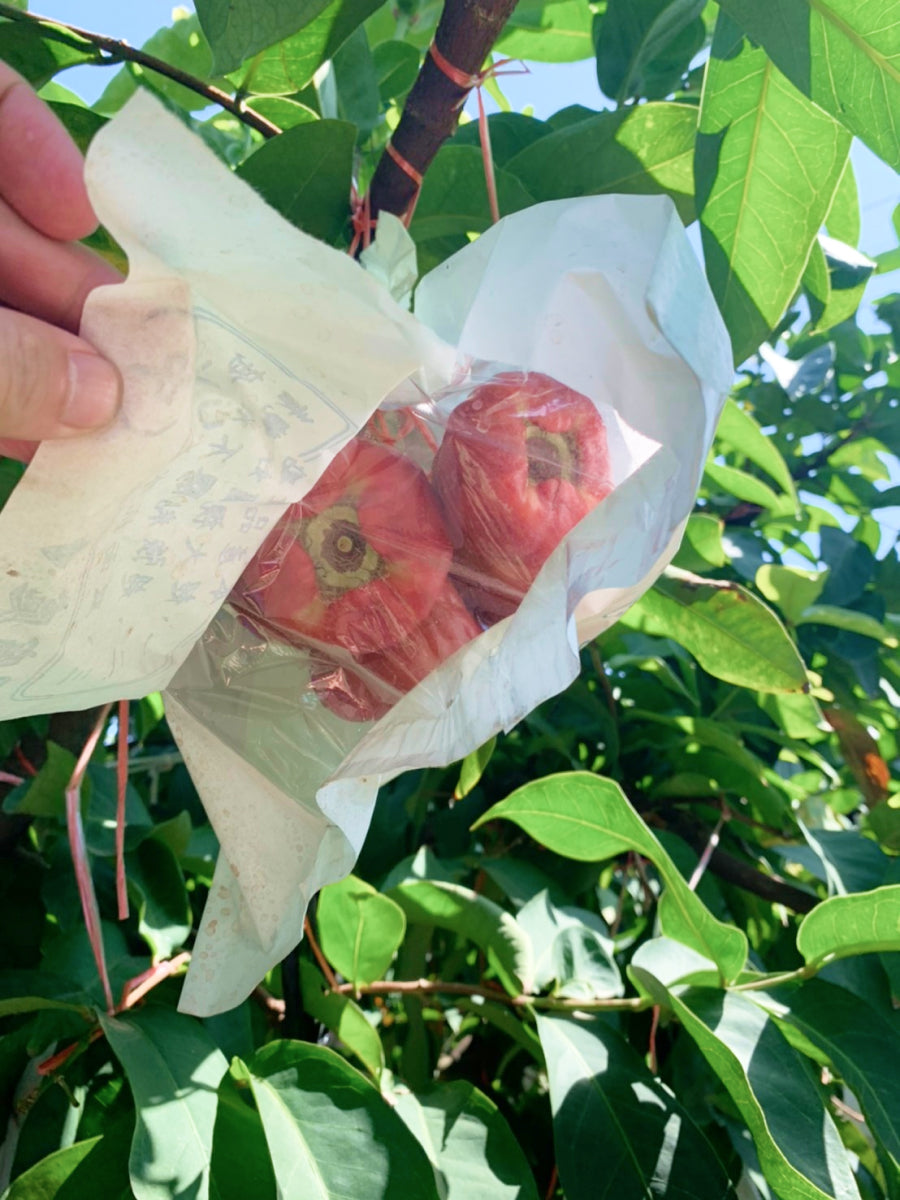 Yun Hai Selection Dried Fruit: Wax Apple