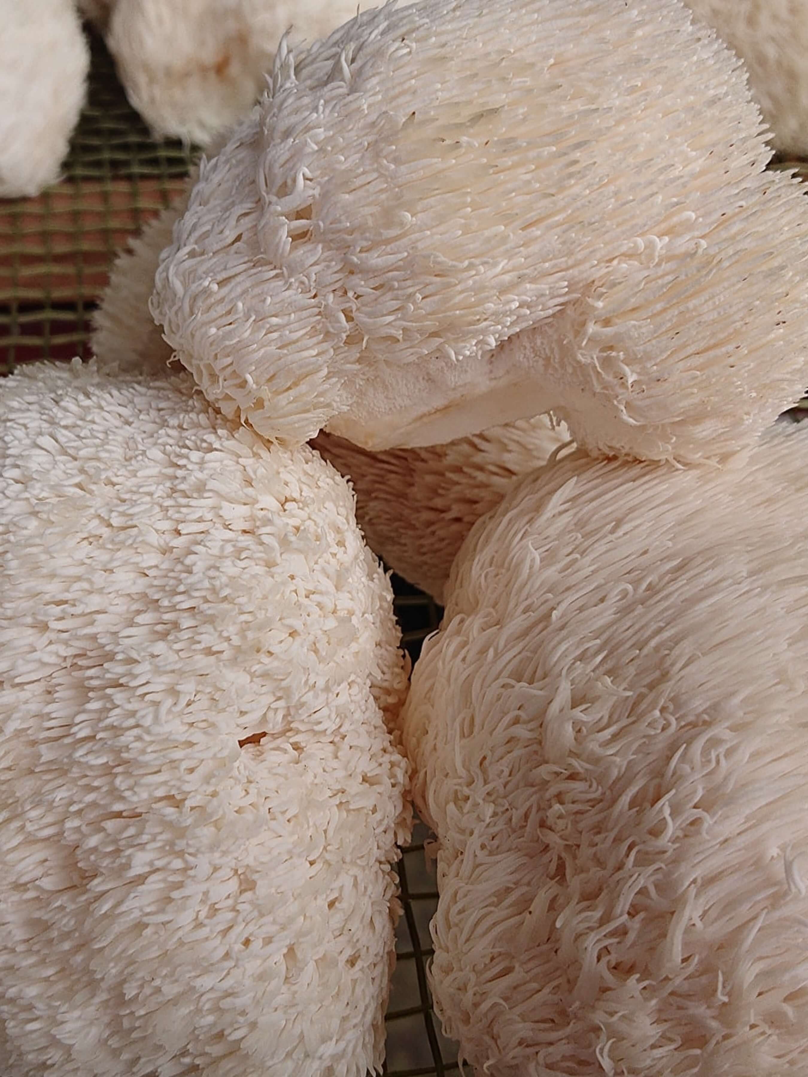 Organic Dried Lion's Mane Mushroom