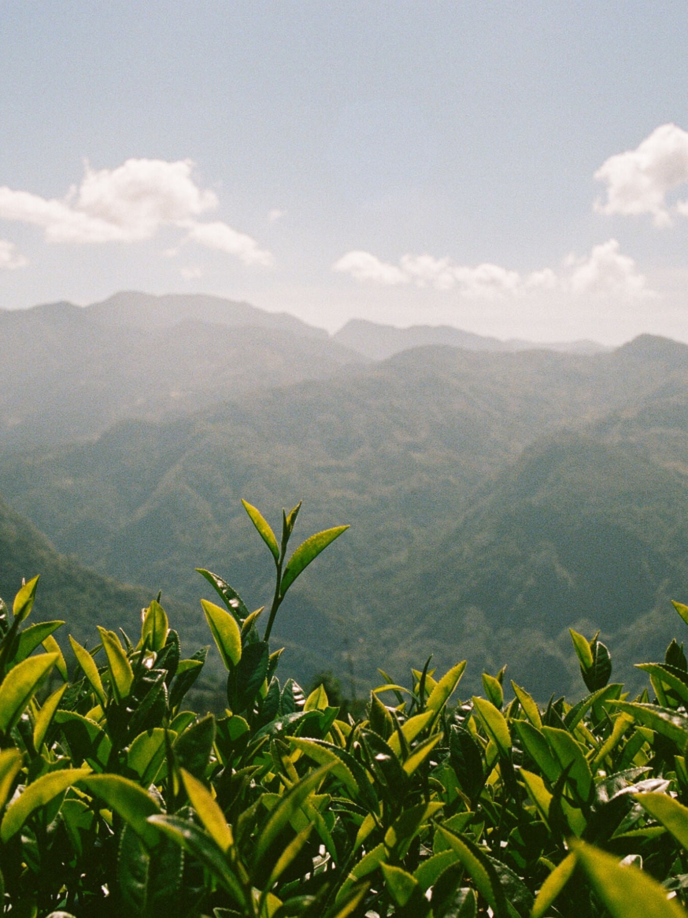 Milk Oolong Tea