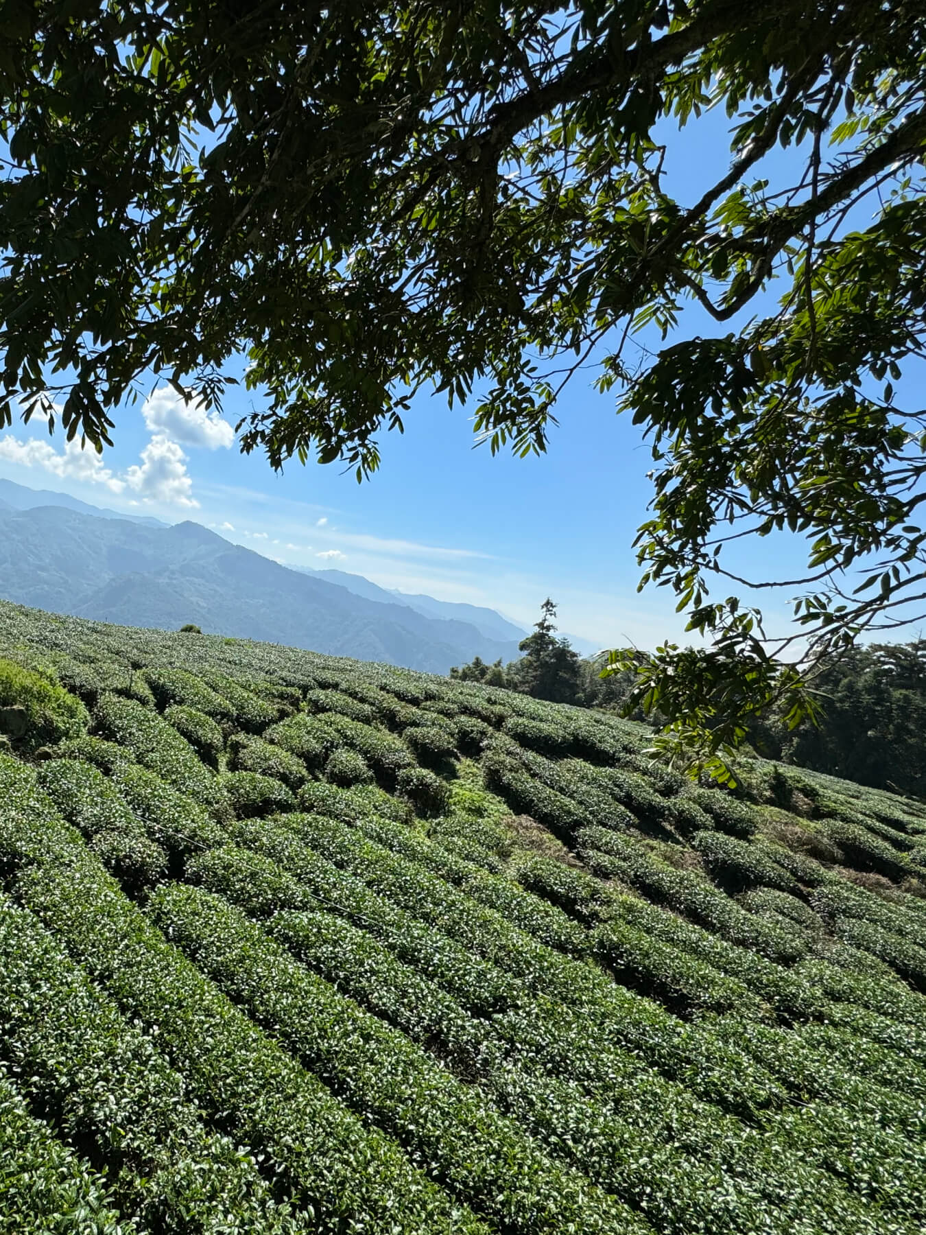 Green Oolong Tea