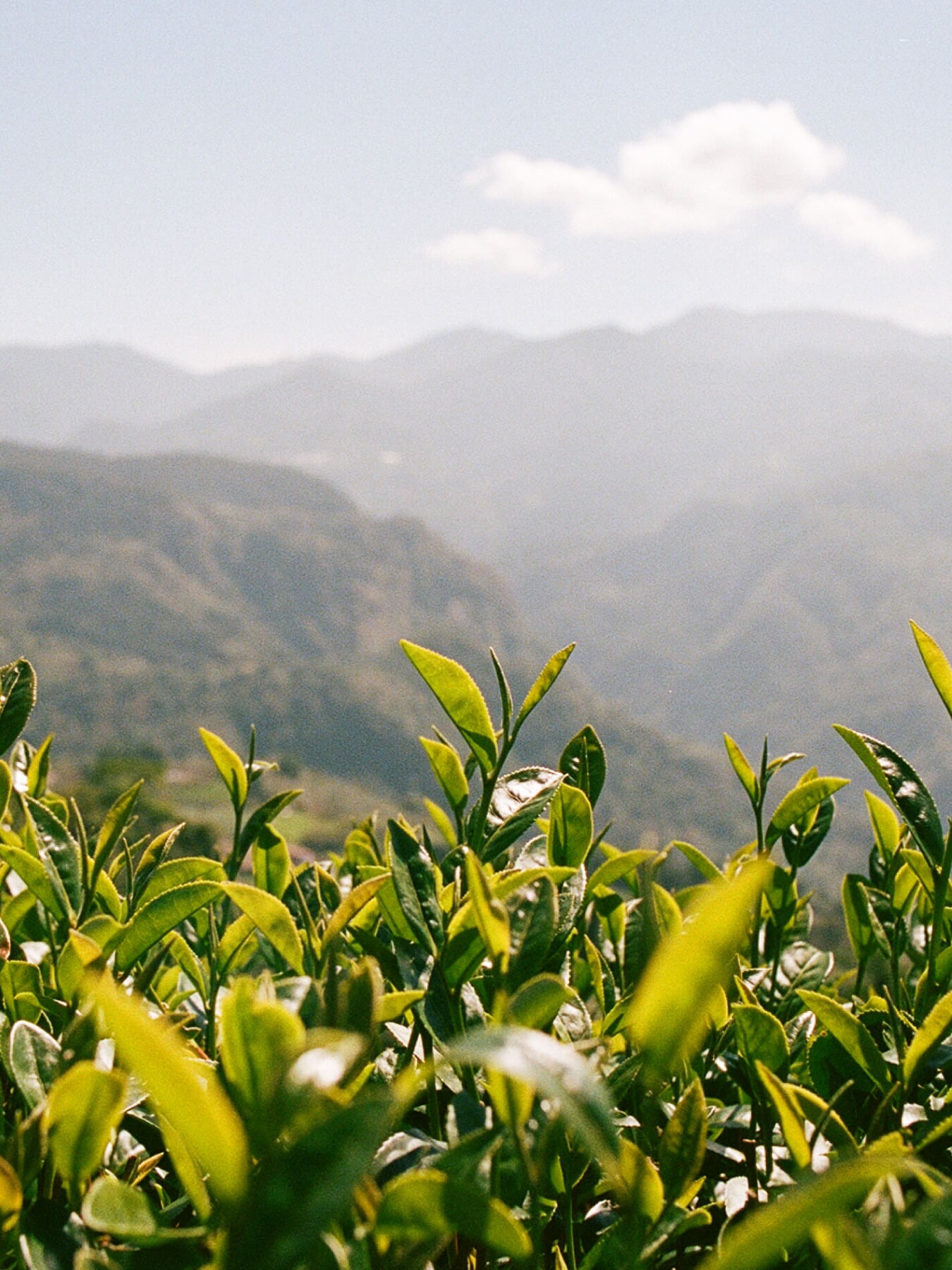 Green Oolong Tea