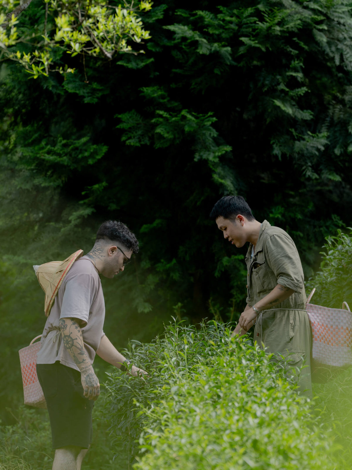 Tieguanyin Sparkling Tea by S.C Lab
