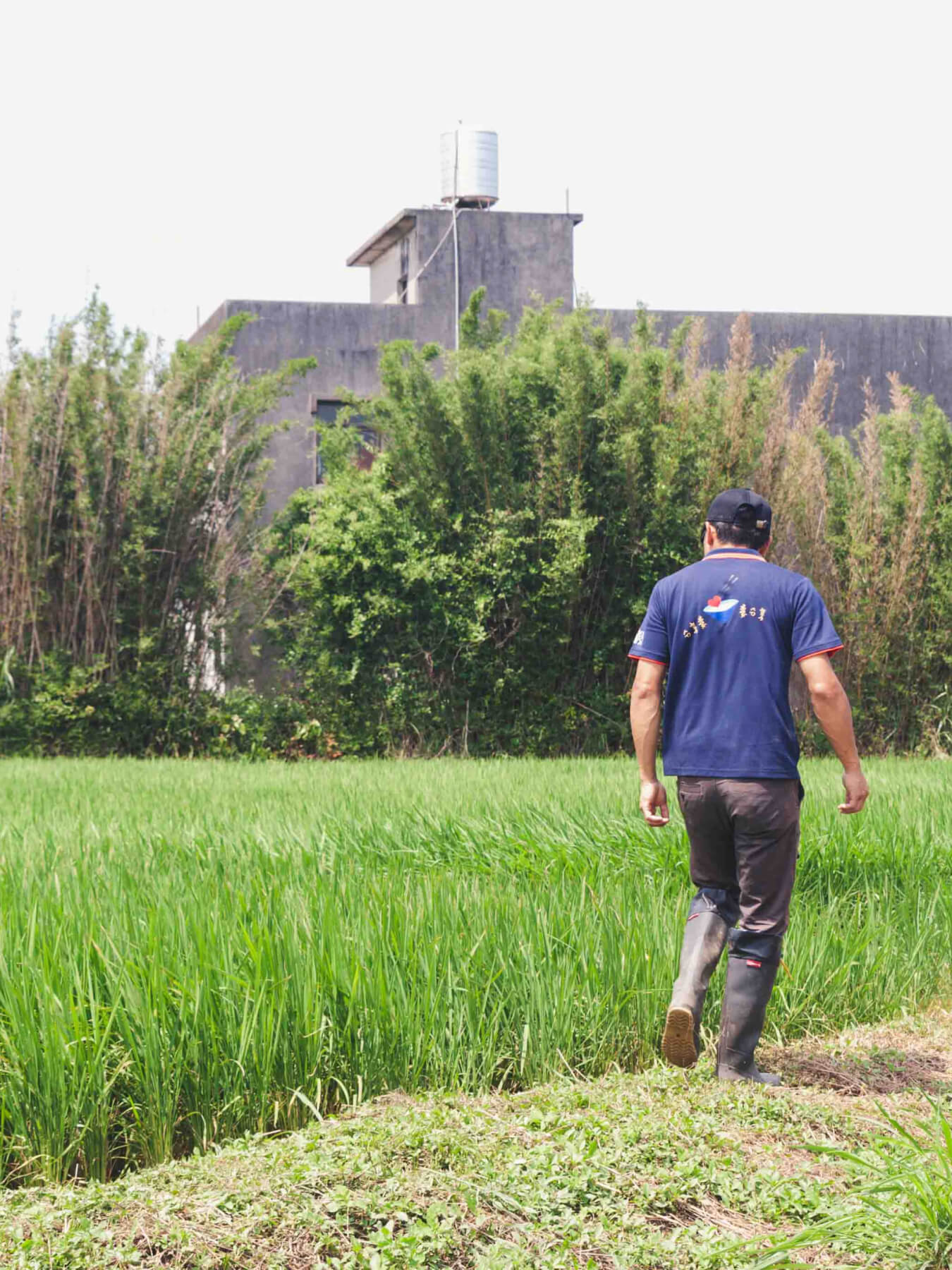 Penglai Short-Grain Rice (Taoyuan No. 3)