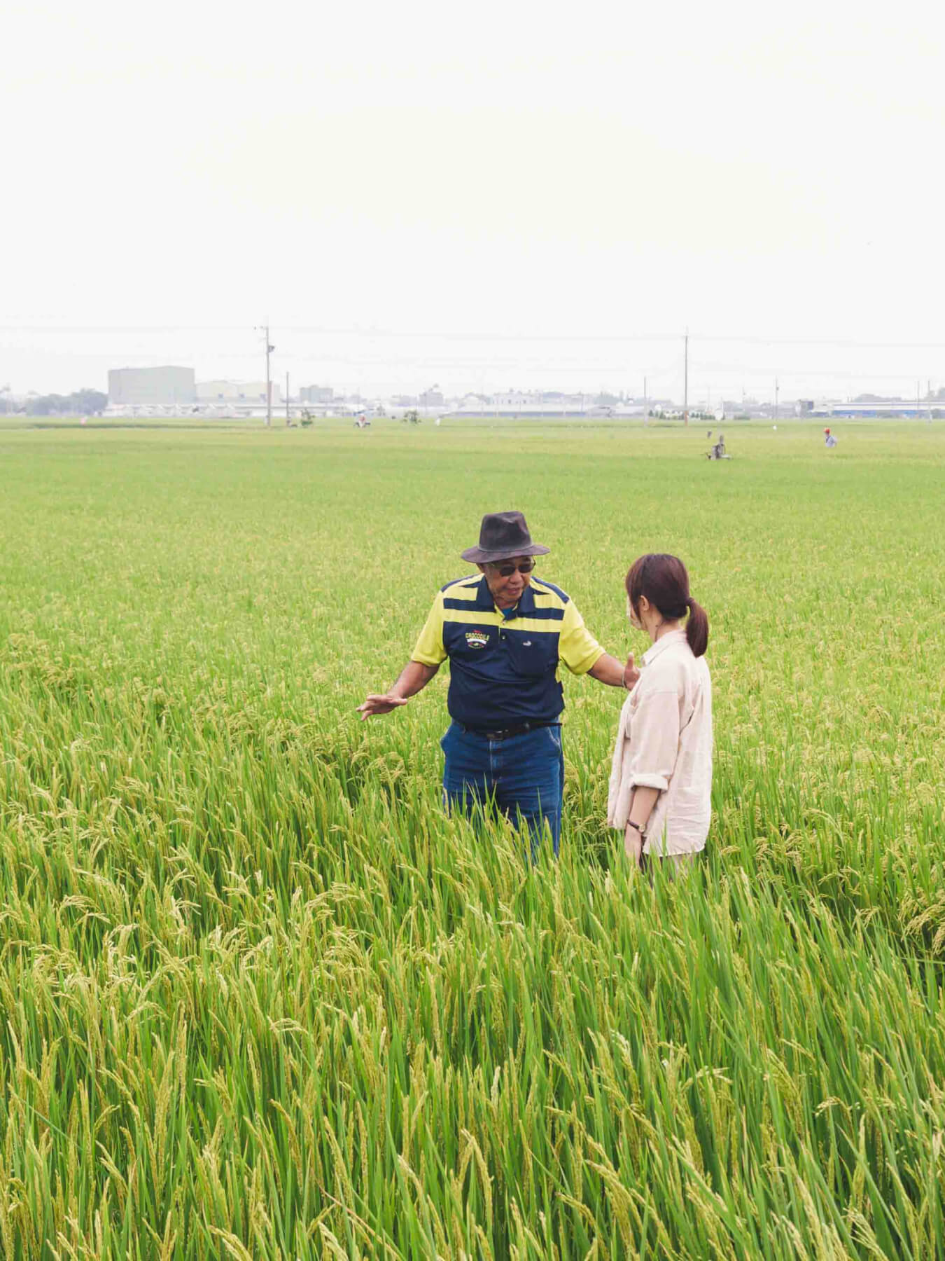 Zailai Long-Grain Rice (Tainong Indica No. 14)