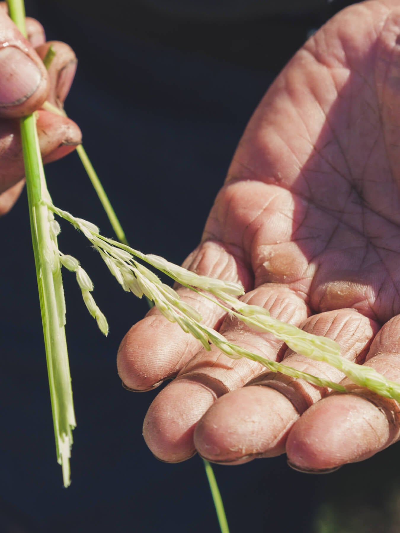 Zailai Long-Grain Rice (Tainong Indica No. 14)