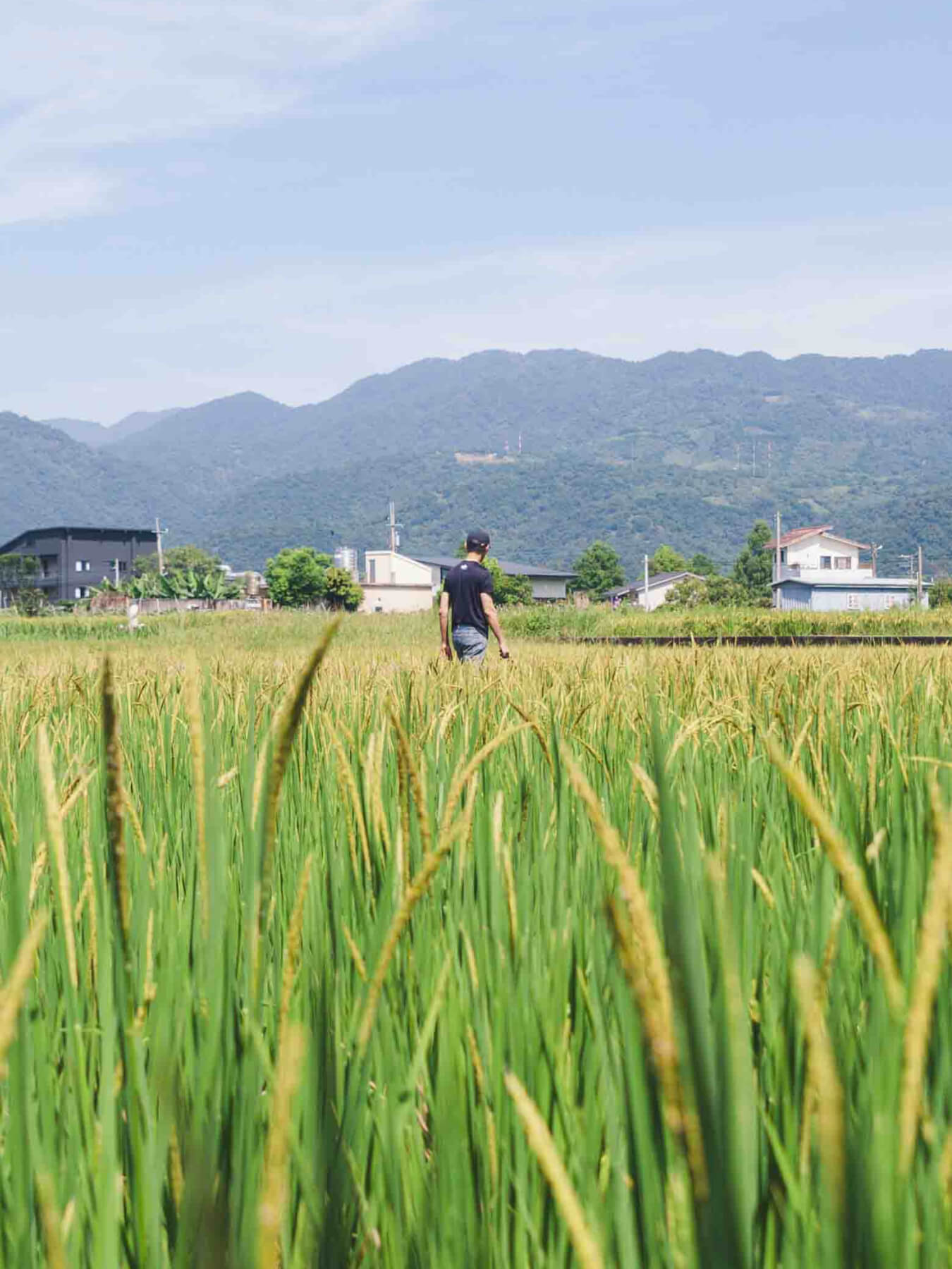 Purple Long Grain Glutinous Rice