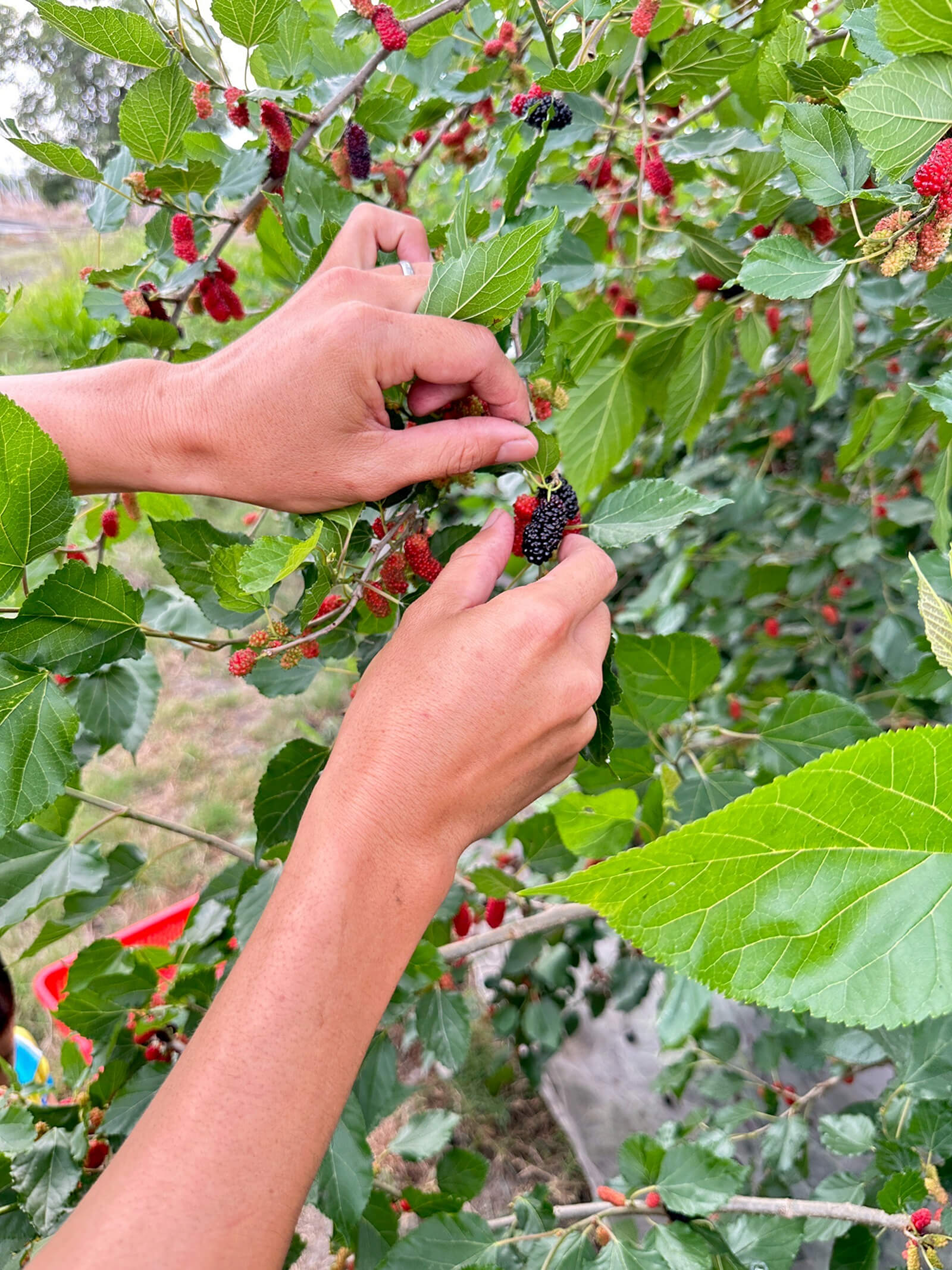 Yun Hai Selection Dried Fruit: Mulberry