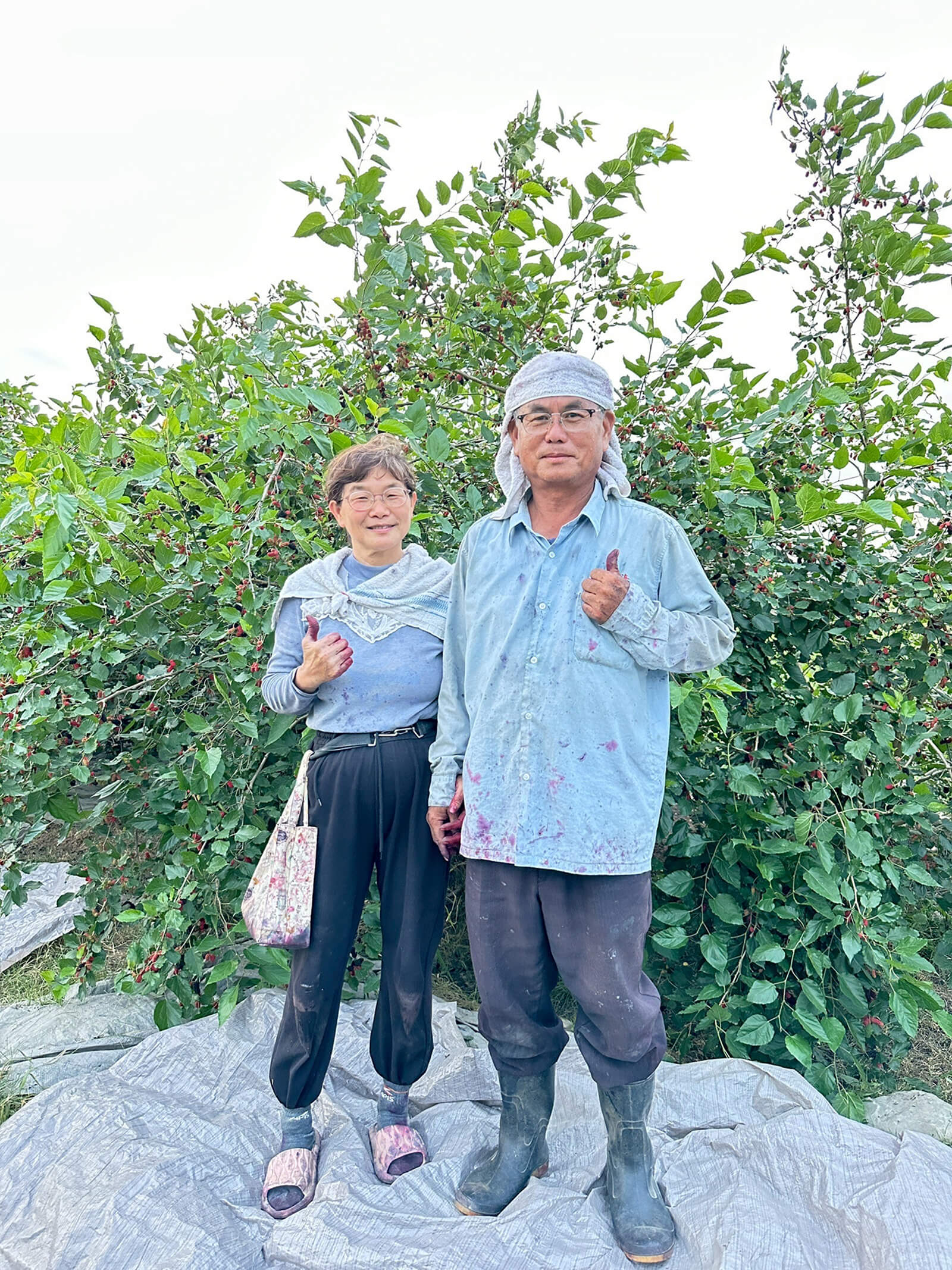 Yun Hai Selection Dried Fruit: Mulberry