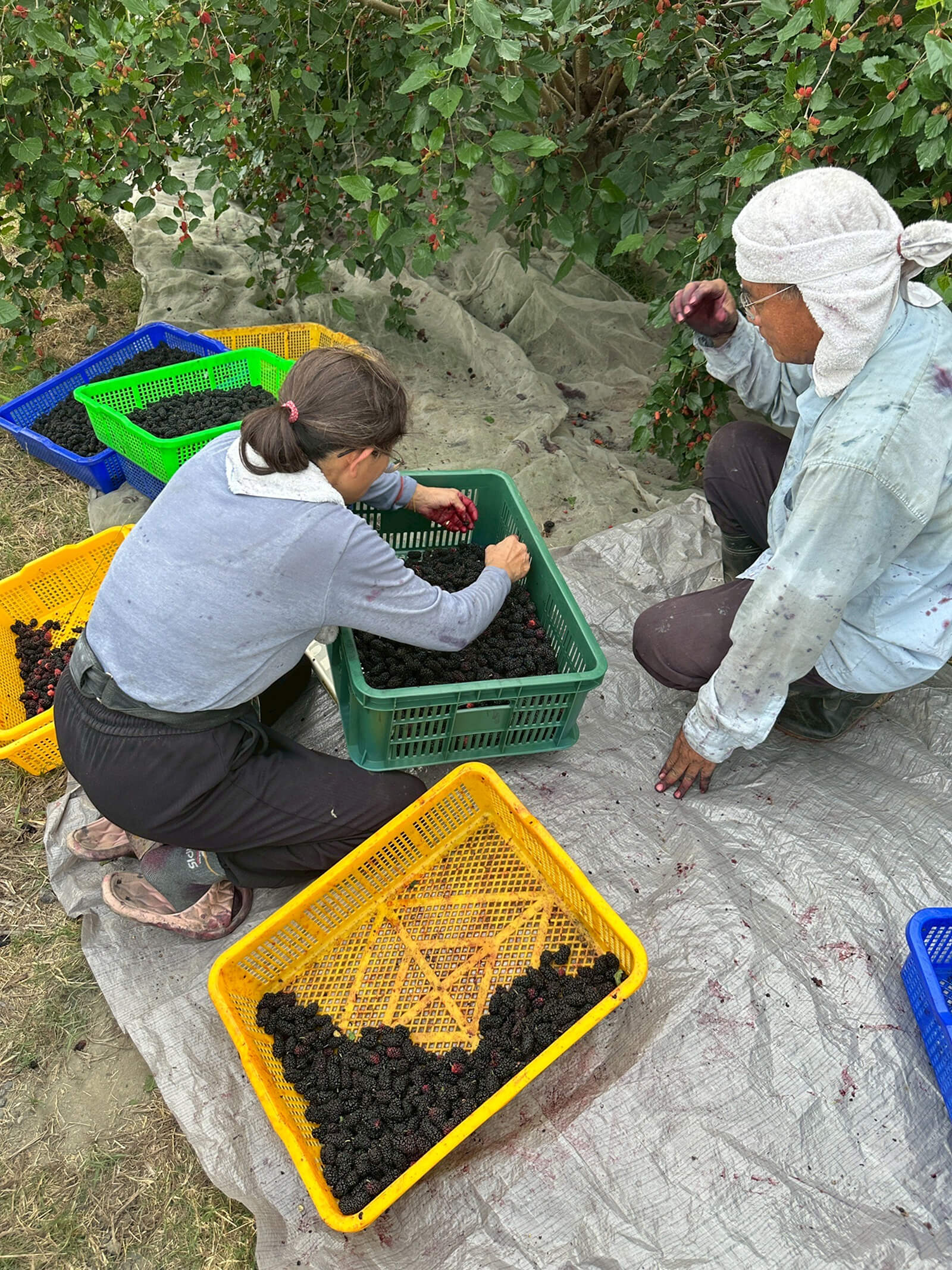 Yun Hai Selection Dried Fruit: Mulberry