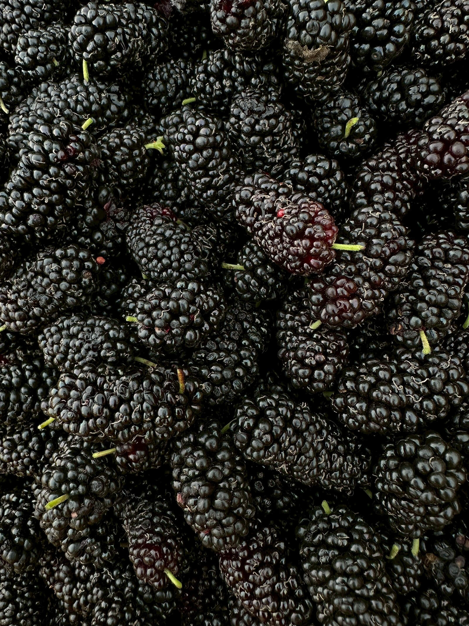 Yun Hai Selection Dried Fruit: Mulberry