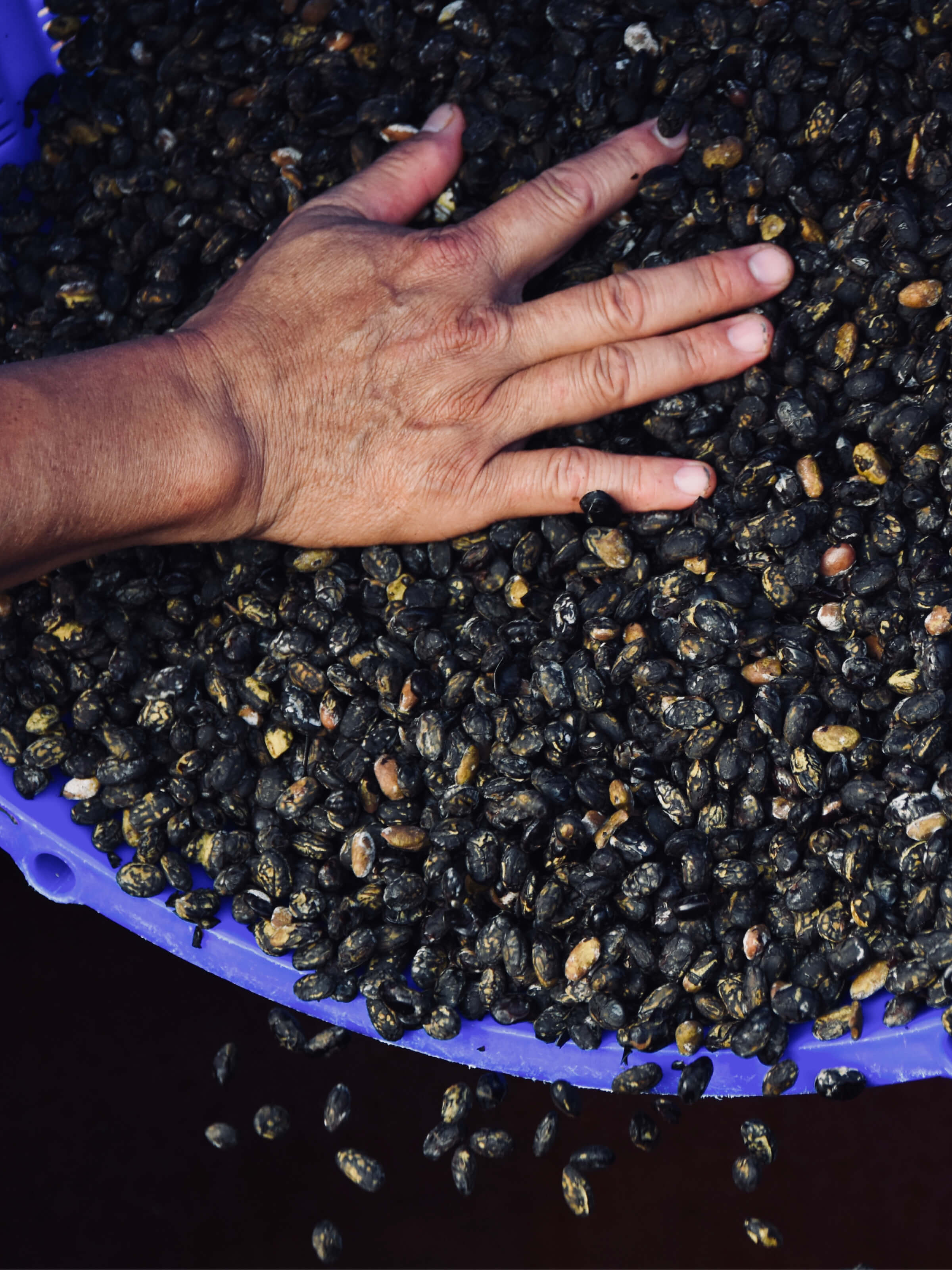 Fermented Black Beans