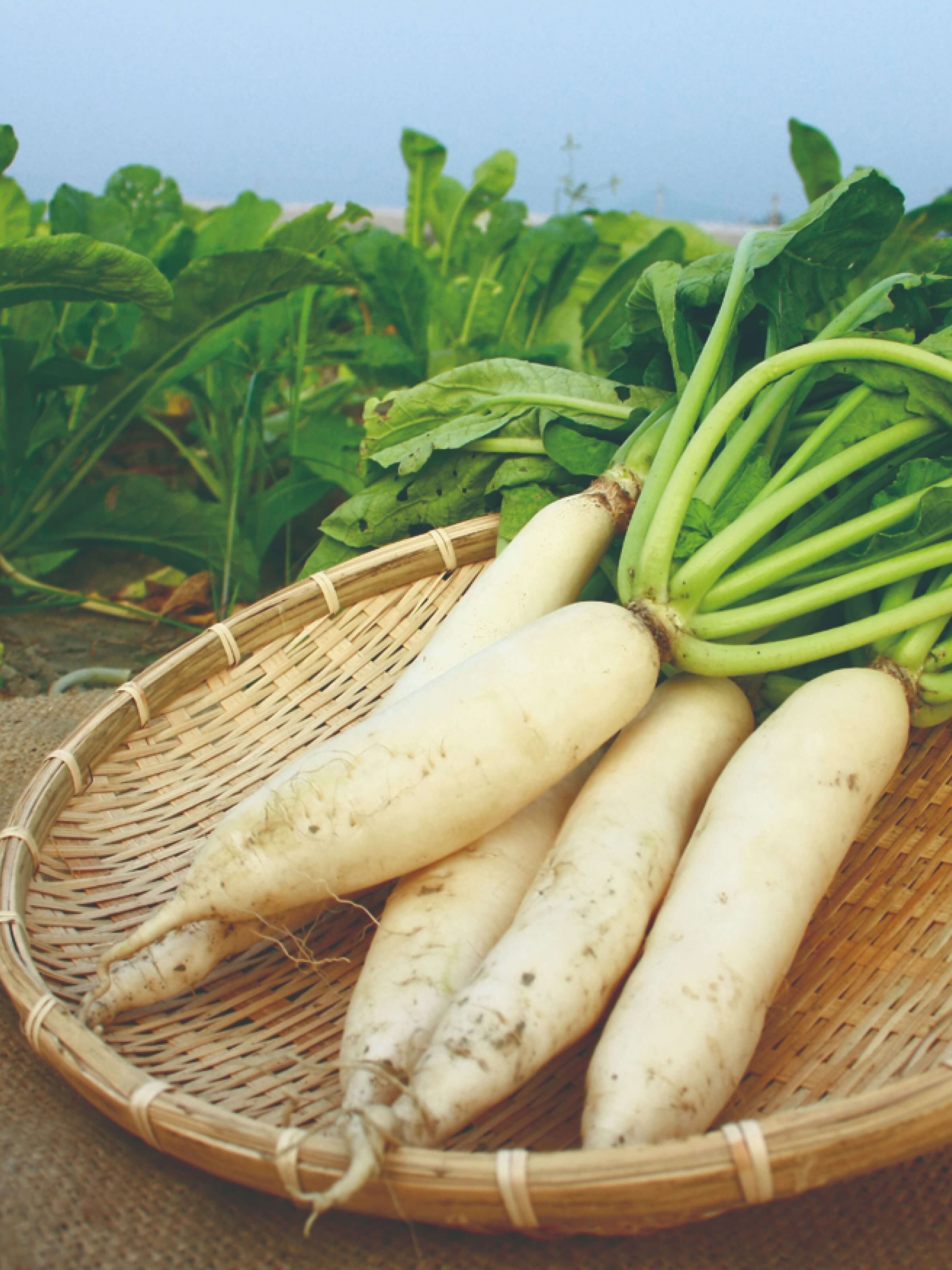 Preserved Daikon Radish Duo | Yun Hai Taiwanese Pantry