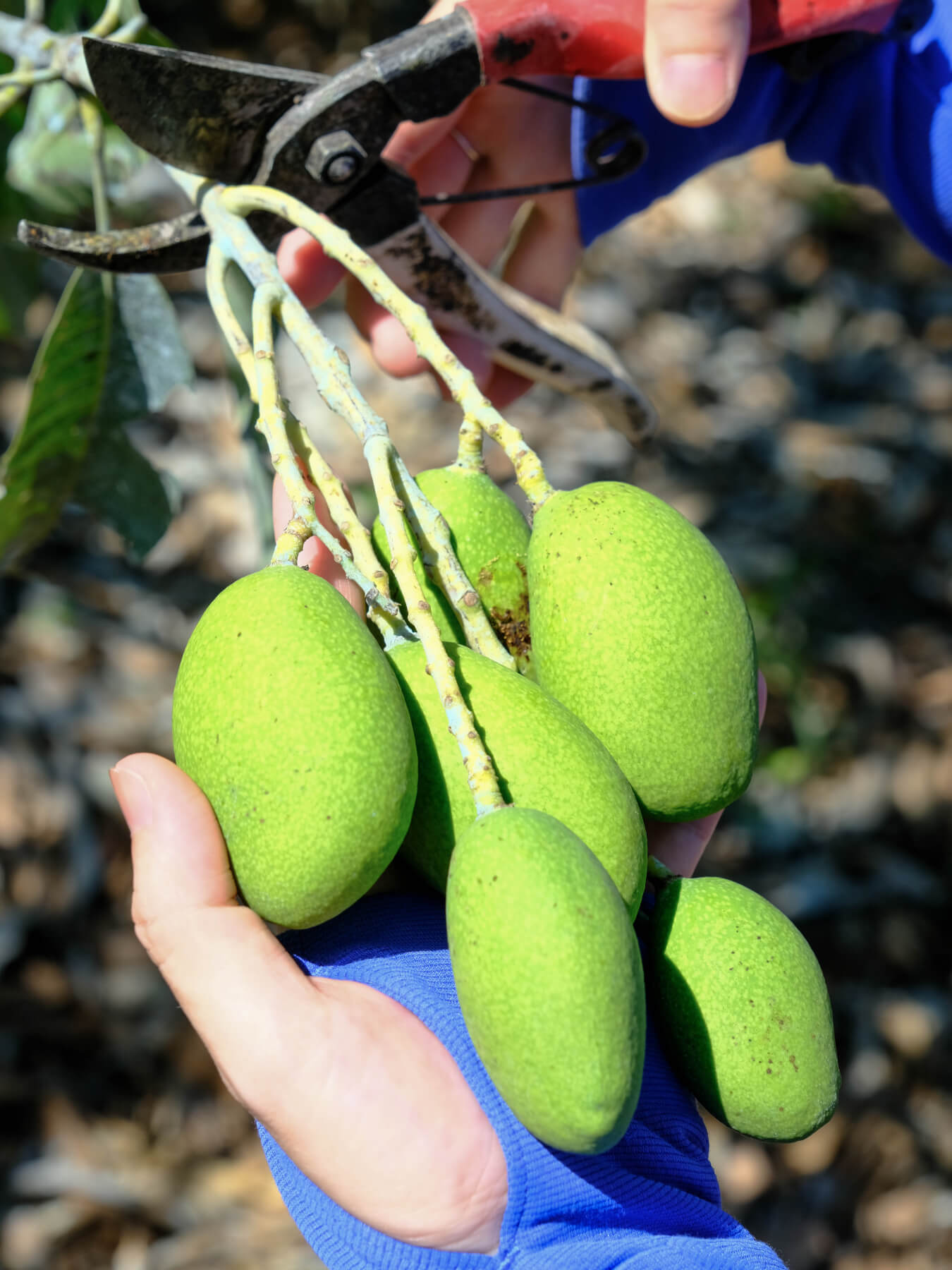 Yun Hai Selection Dried Fruit: Green Mango