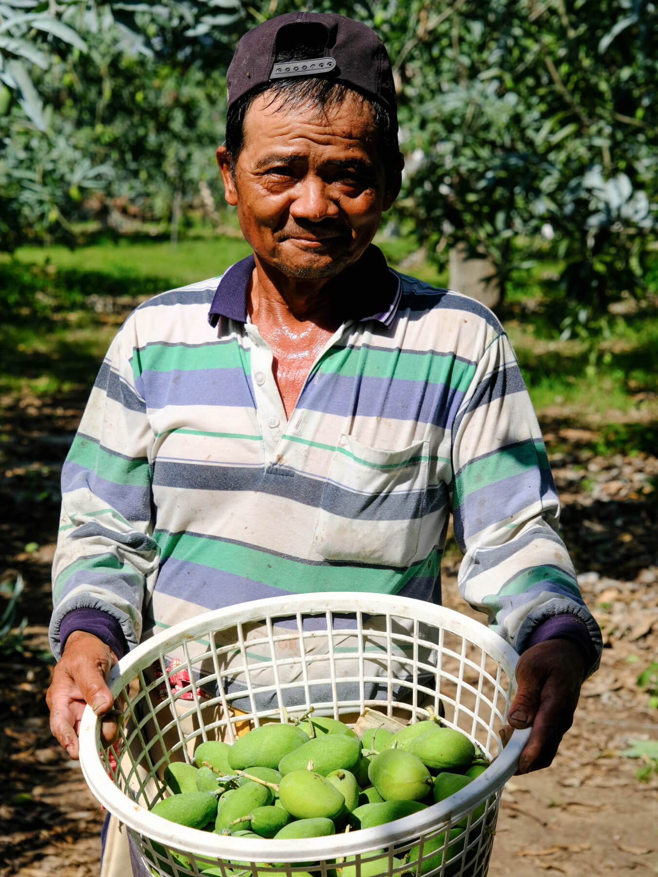 Yun Hai Selection Dried Fruit: Green Mango
